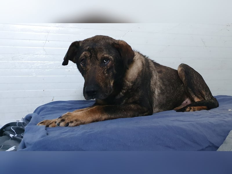 Amour (Alter über 10 Jahre, SH ca. 55 cm, schüchtern, lieb, neugierig