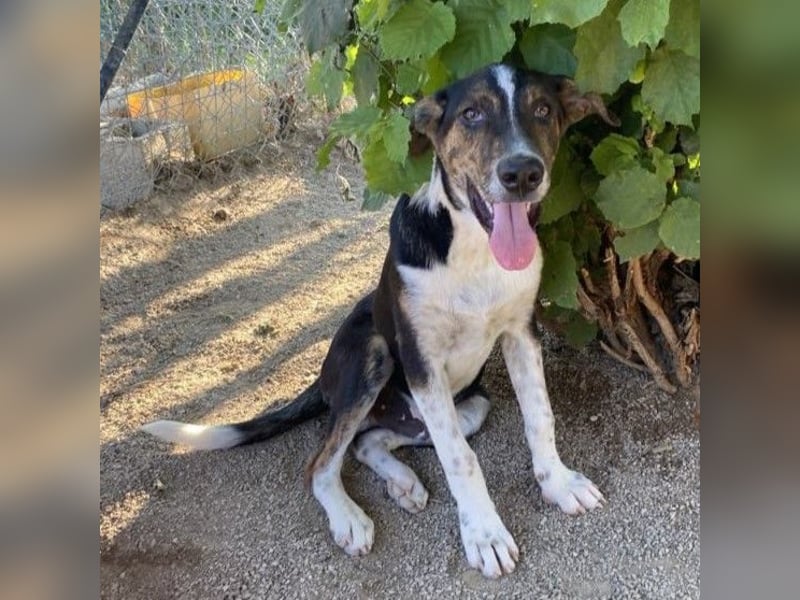 Rex-Mischling- sucht ein Zuhause/Pflegestelle