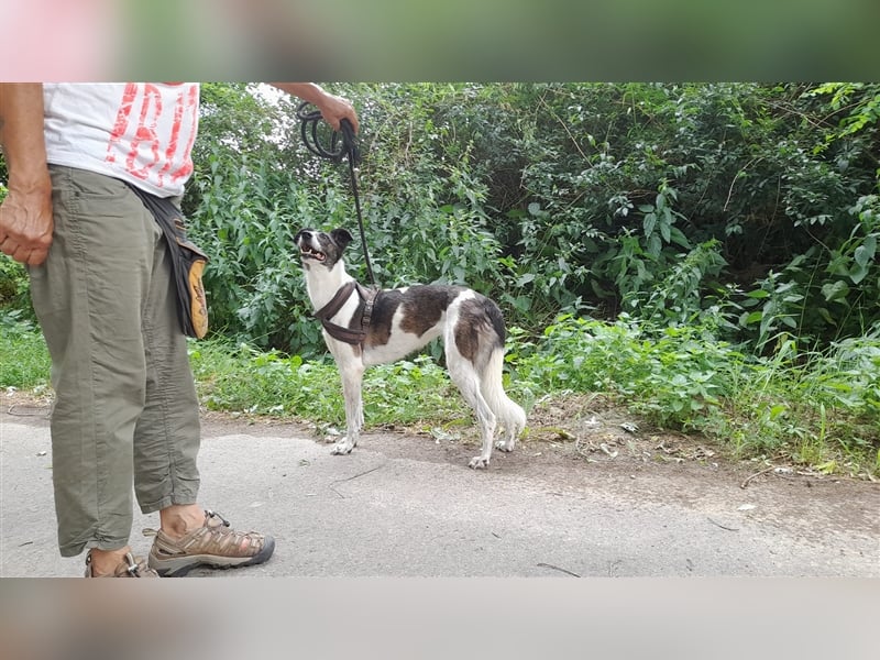 Chiquita, die hübsche braucht unbedingt einen ruhigen Platz