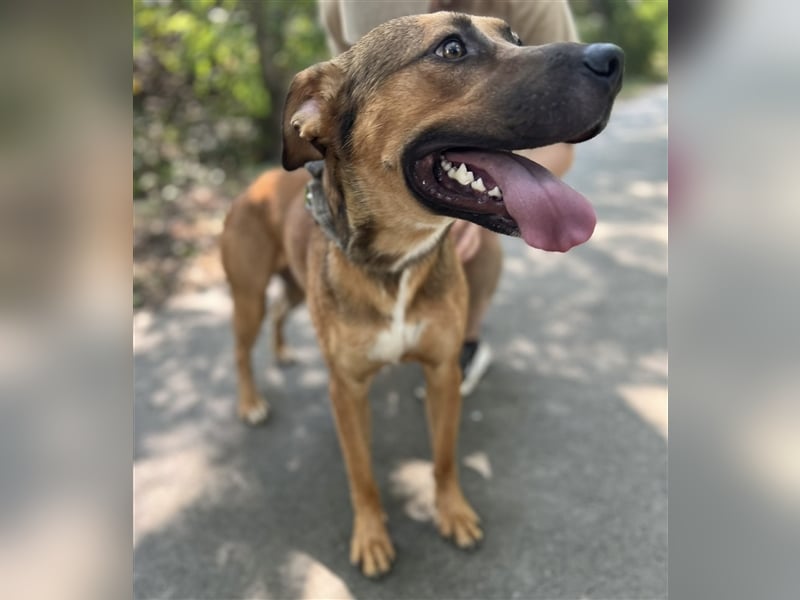 Drogba, freundlich und aufmerksam hat sein Zuhause verloren