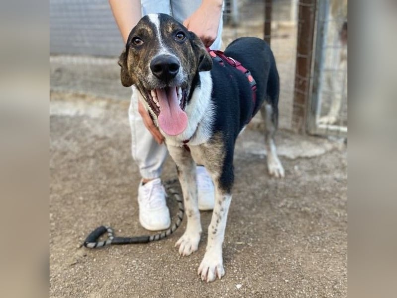 Rex-Mischling- sucht ein Zuhause/Pflegestelle