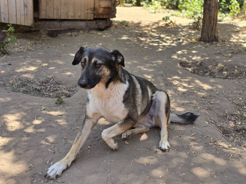 Page, 2 ½ jährige Hündin , Sh 55 cm, sozial, verschmust, ausgeglichen