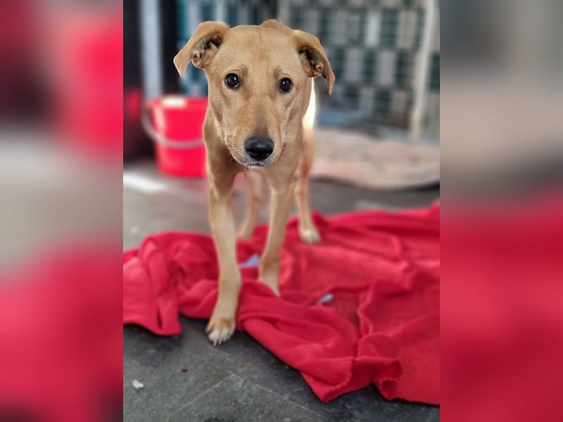 Kara, 4-jähriges Mädel, sozial, freundlich noch unsicher, aber neugierig