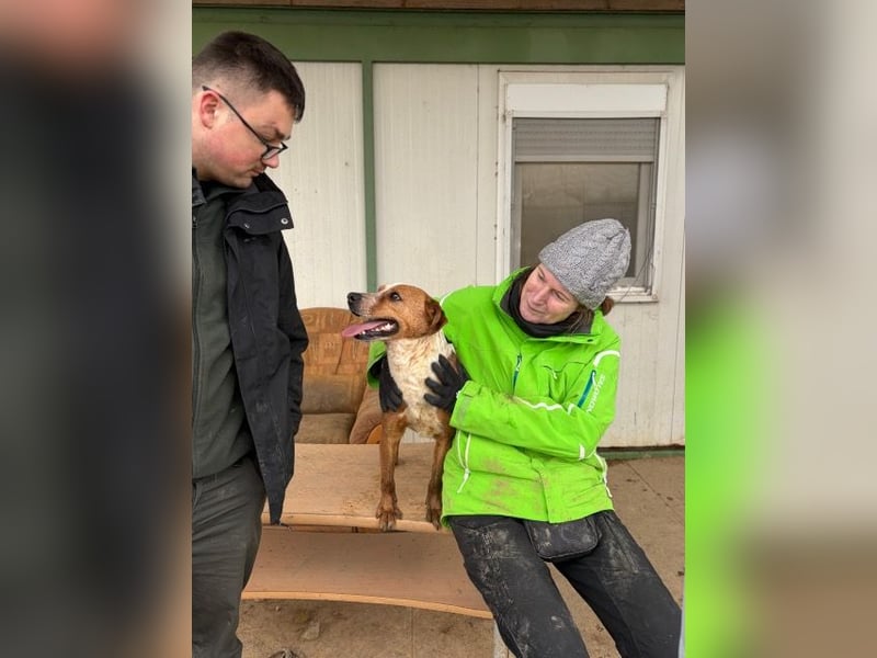 Baro verspielt und lieb