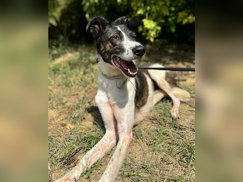 Chiquita, die hübsche braucht unbedingt einen ruhigen Platz