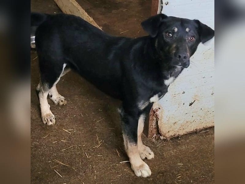 Uni, 1 ½ Jahre ist der hübsche Bub, menschenbezogen, verschmust, absolut freundlich,