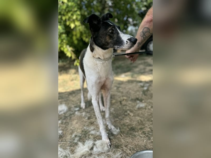 Chiquita, die hübsche braucht unbedingt einen ruhigen Platz