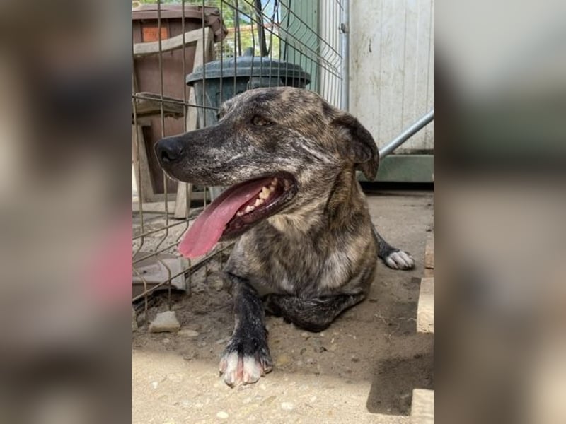 Tiger, flitzt auf drei Beinen mit den anderen um die Wette
