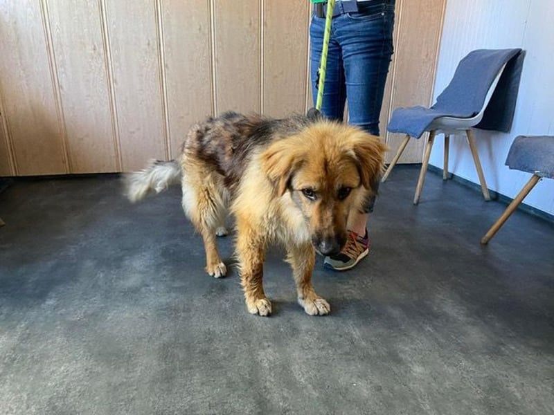 Ted, toller Rüde sucht seine Menschen