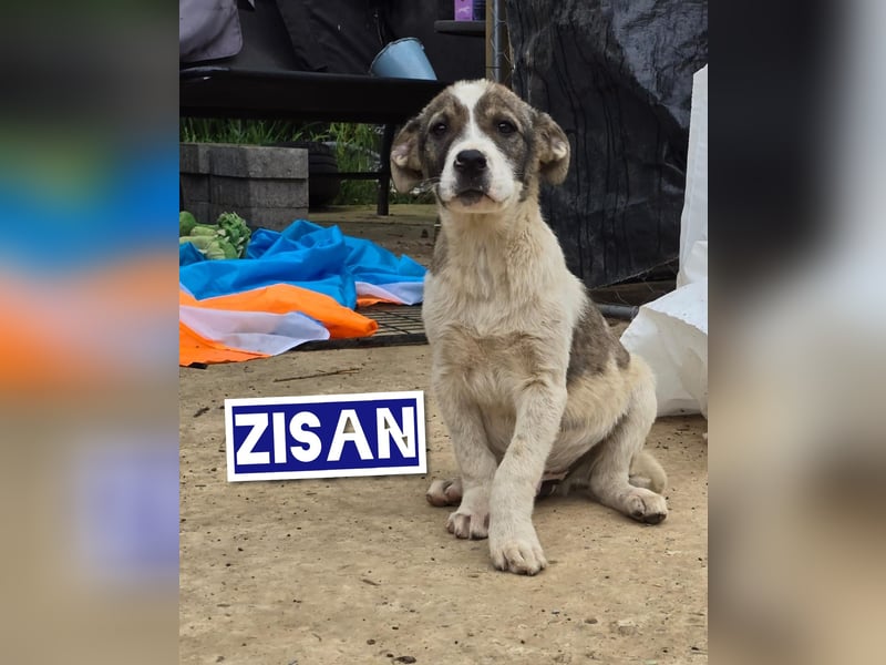 Zisan, 1-jähriger Junghund, mittelgroß, freundlich, offen sozial