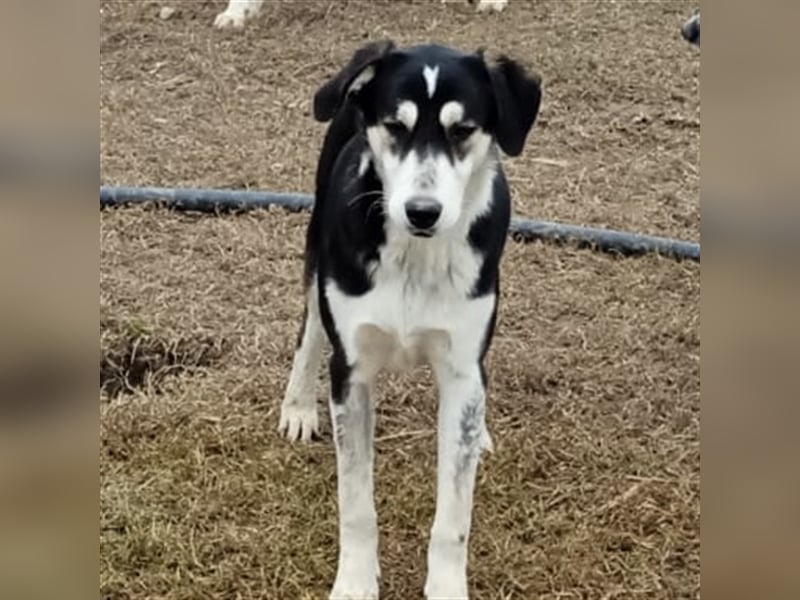 June - Mischlingshund