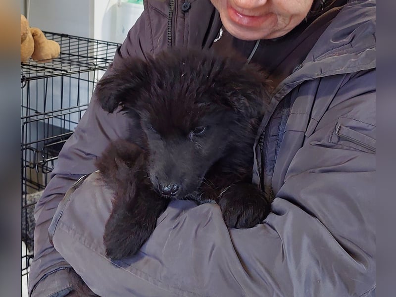 Para, zarte Seele sucht ruhiges Zuhause