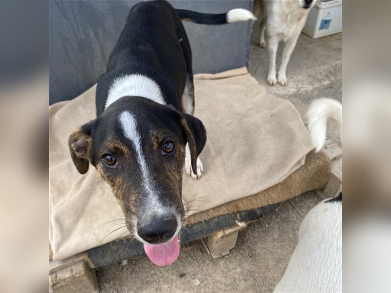 Rex-Mischling- sucht ein Zuhause/Pflegestelle