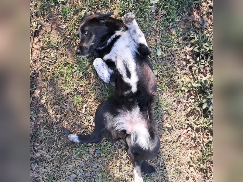 Amara sucht ein Zuhause / eine Pflegestelle