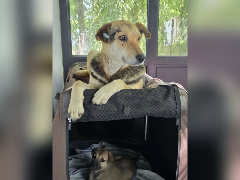 Merle, schüchternes 11jähriges Mädchen, ca. mittelgroß, noch ängstlich, neugierig, interessiert