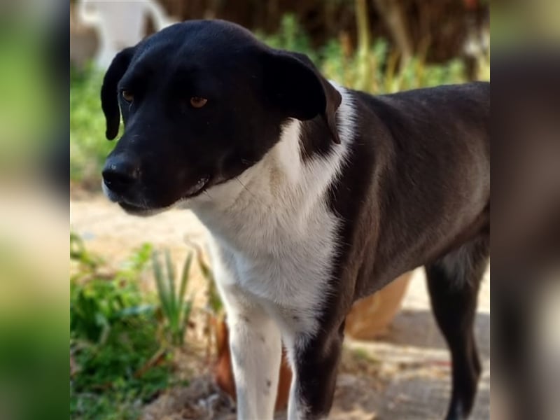 Nana - Mischlingshund sucht ein Zuhause