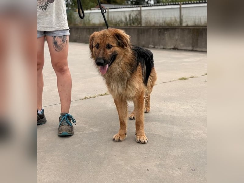 Ted, toller Rüde sucht seine Menschen
