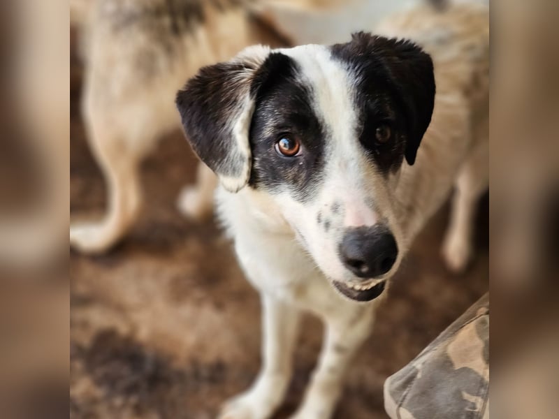 Umi, 2 jährige Hündin, mittelgroß – groß, freundlich, aufgeschlossen, aktiv, verschmust