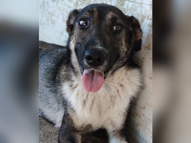 Page, 2 ½ jährige Hündin , Sh 55 cm, sozial, verschmust, ausgeglichen