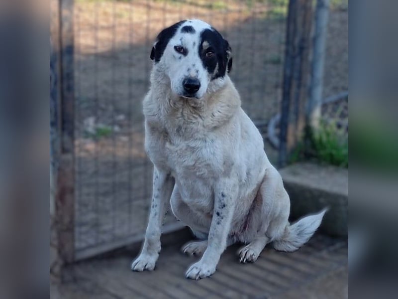 Tabby: sucht ein Zuhause / eine Pflegestelle