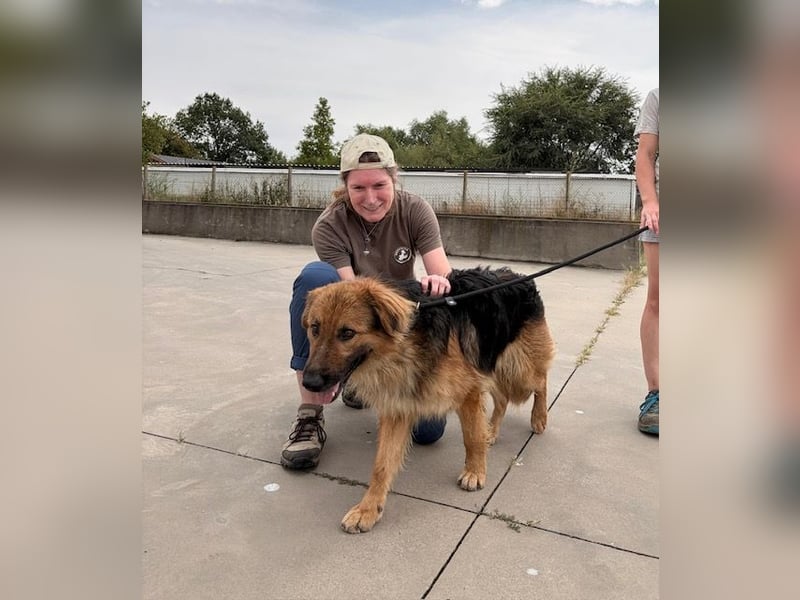 Ted, toller Rüde sucht seine Menschen
