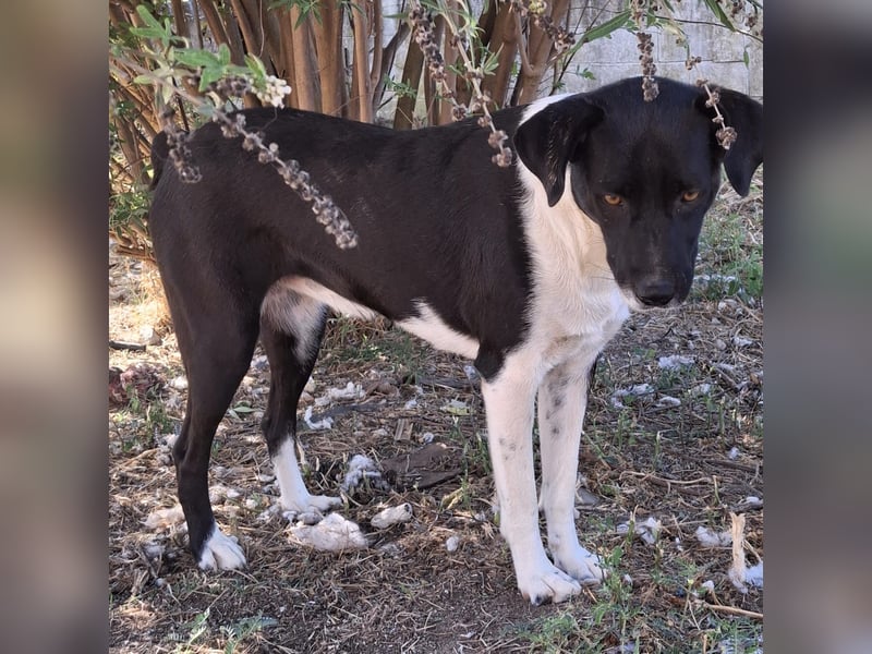 Nana - Mischlingshund sucht ein Zuhause