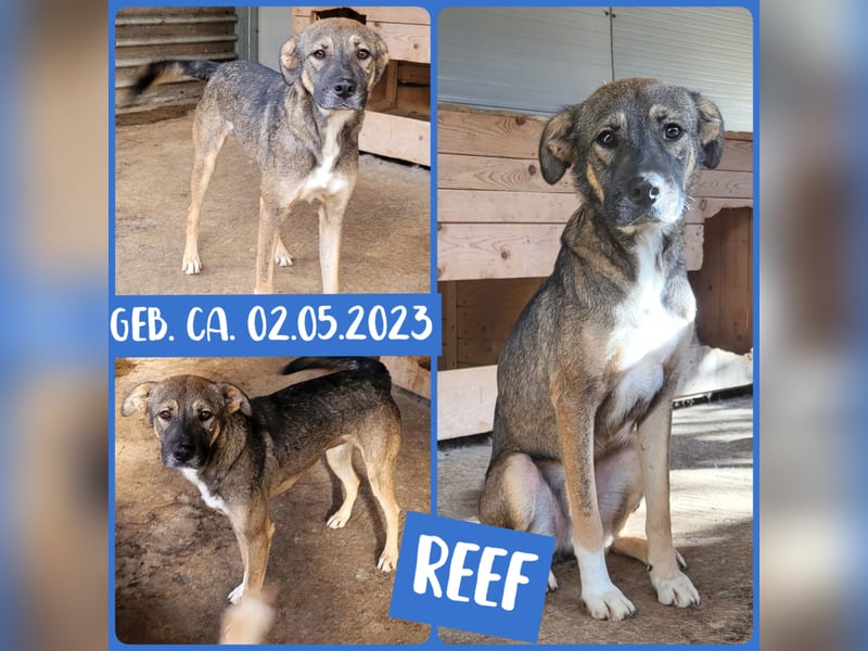 Reef, 1J+10 M alter Bub, ca. mittelgroß, freundlich, verspielt, neugierig, sozial