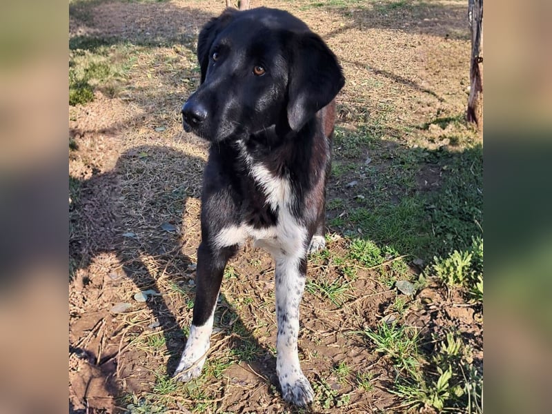 Amara sucht ein Zuhause / eine Pflegestelle