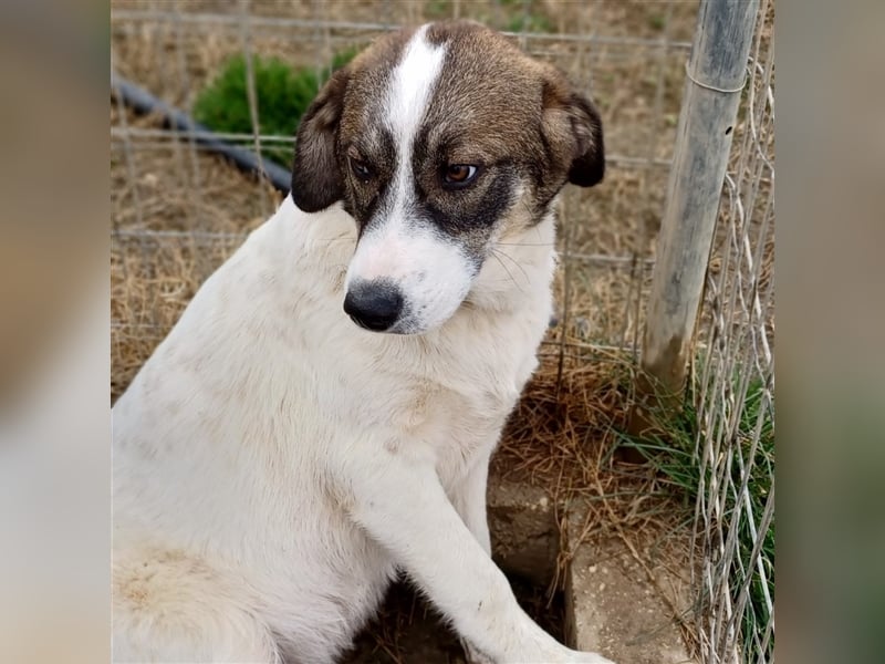 Harley-Schäferhund-Mischling - sucht ein Zuhause/Pflegestelle