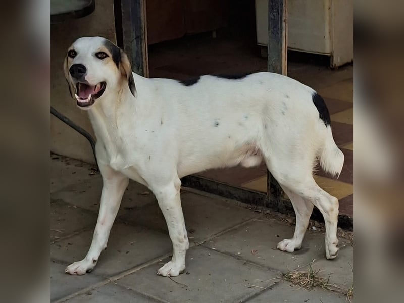 Mateo  - Mischling- sucht ein Zuhause/eine Pflegestelle