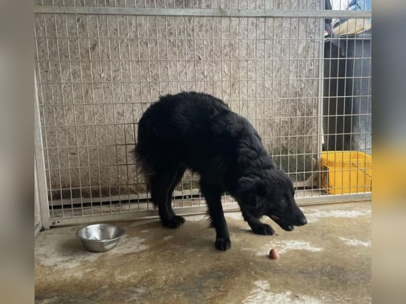 Para, zarte Seele sucht ruhiges Zuhause