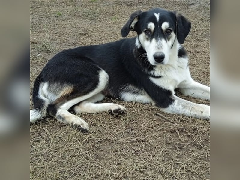 June - Mischlingshund