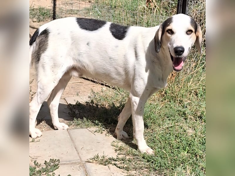 Mateo  - Mischling- sucht ein Zuhause/eine Pflegestelle