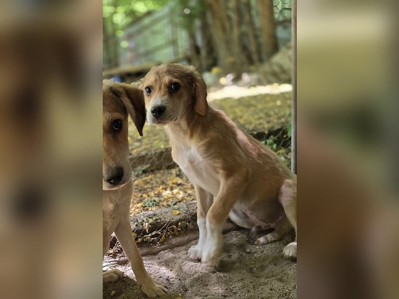 Novel, 1jähriger Junghund, Bub, ca. mittelgroß,freundlich, sozial, neugierig, etwas schüchtern
