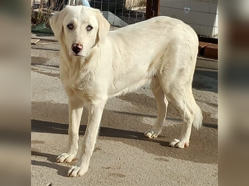 Ezra- Mischling- sucht ein Zuhause/Pflegestelle