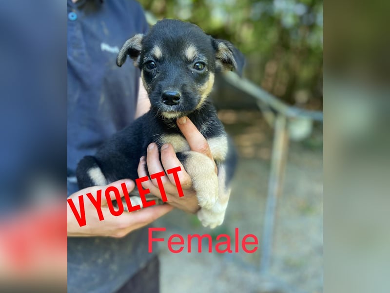 Vyolett, freundliches 1 ¾ Jahr altes Mädchen, mittelgroß, zarte Seele, freundlich, verspielt