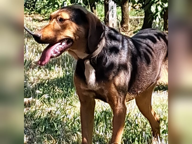 Hanni-griech. Bracken-Mischling- sucht ein Zuhause