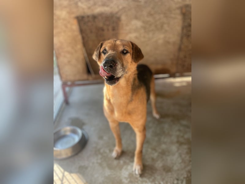 Simon, zarte Hundeseele benötigt verständnisvolle  geduldige Menschen