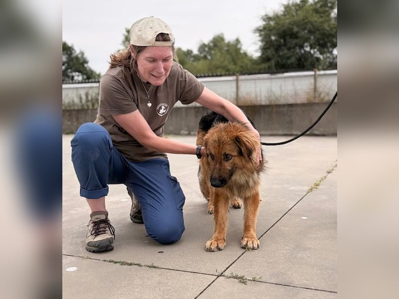 Ted, toller Rüde sucht seine Menschen