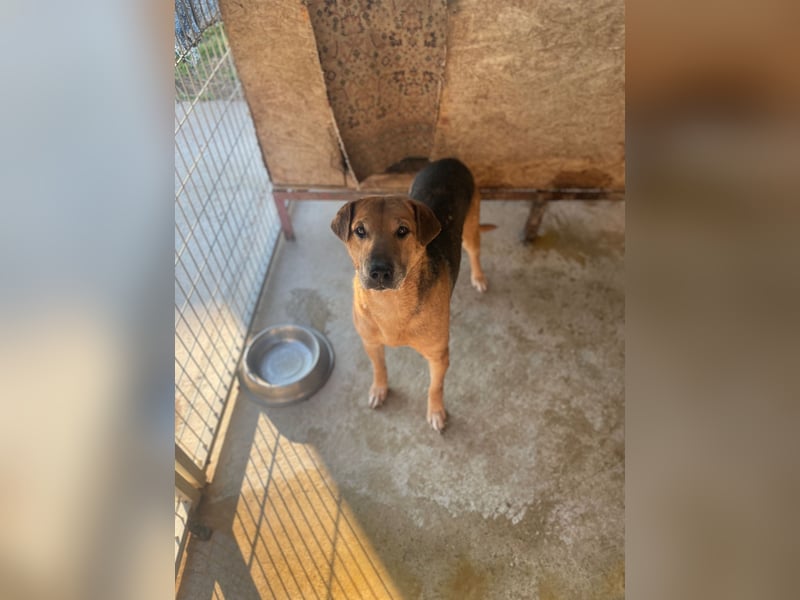 Simon, zarte Hundeseele benötigt verständnisvolle  geduldige Menschen