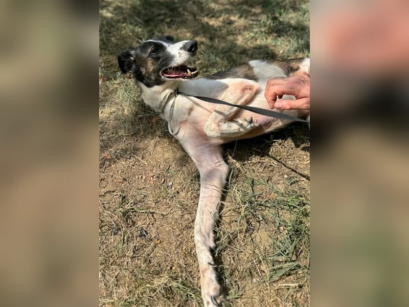 Chiquita, die hübsche braucht unbedingt einen ruhigen Platz