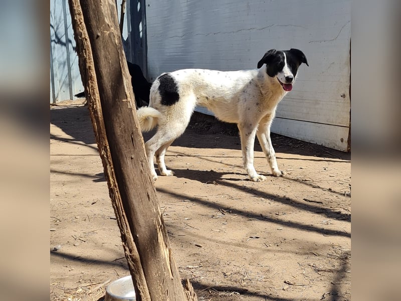 Venice, 1 ¾ jähriges Mädchen, ca. mittelgroß, verschmust, freundlich, sozial, aktiv