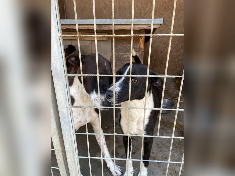 Color, anfänglich zurückhaltend sucht Traumzuhause