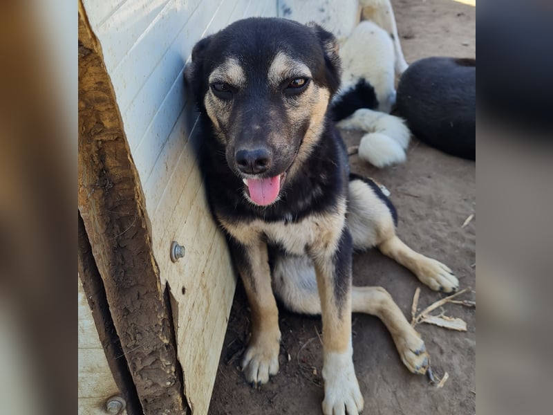 Vyolett, freundliches 1 ¾ Jahr altes Mädchen, mittelgroß, zarte Seele, freundlich, verspielt