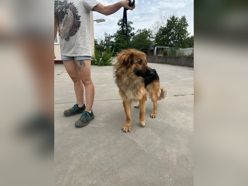 Ted, toller Rüde sucht seine Menschen