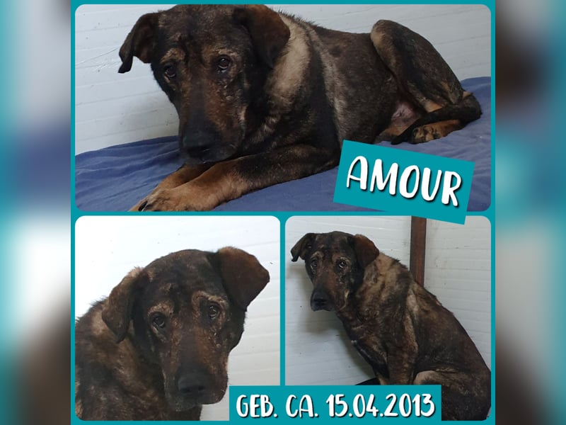 Amour (Alter über 10 Jahre, SH ca. 55 cm, schüchtern, lieb, neugierig