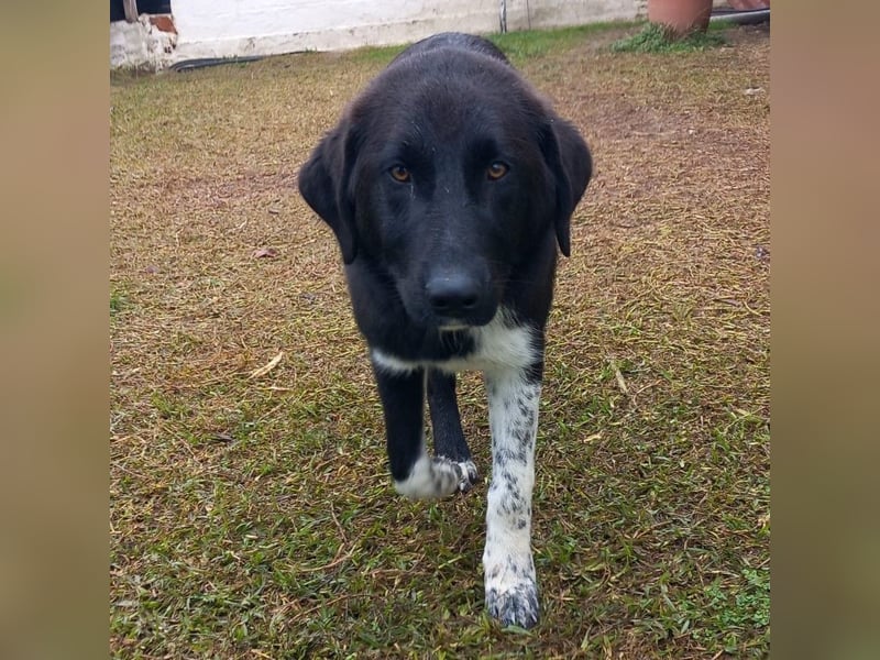 Amara sucht ein Zuhause / eine Pflegestelle