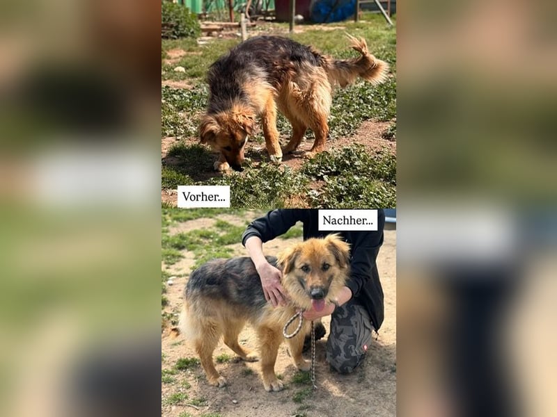 Ted, toller Rüde sucht seine Menschen