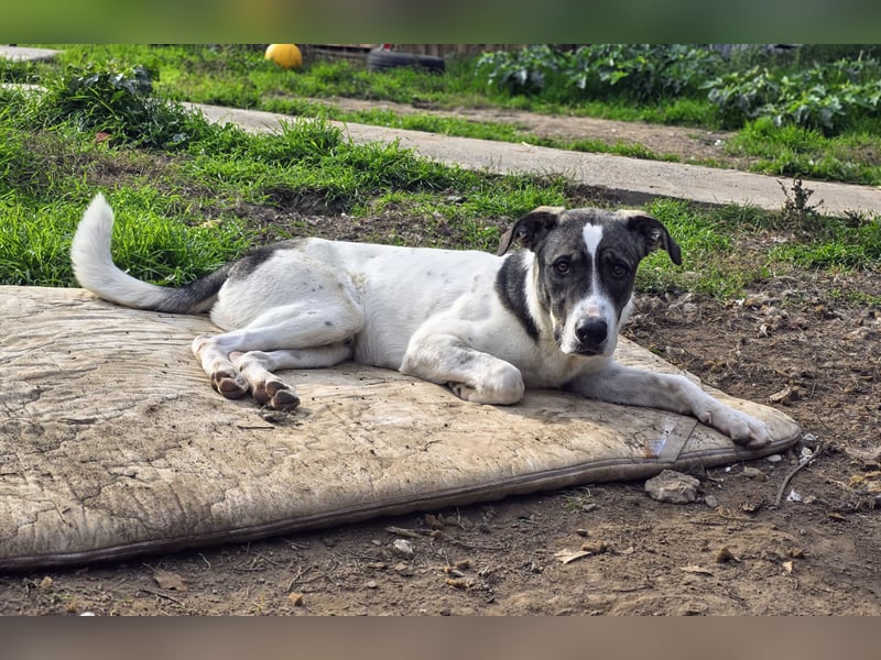 Zisan, 1-jähriger Junghund, mittelgroß, freundlich, offen sozial