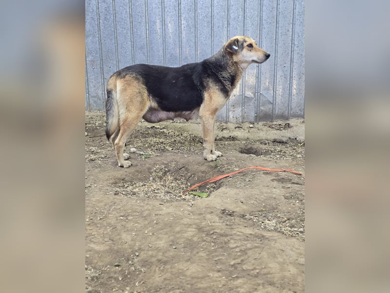 Merle, schüchternes 11jähriges Mädchen, ca. mittelgroß, noch ängstlich, neugierig, interessiert